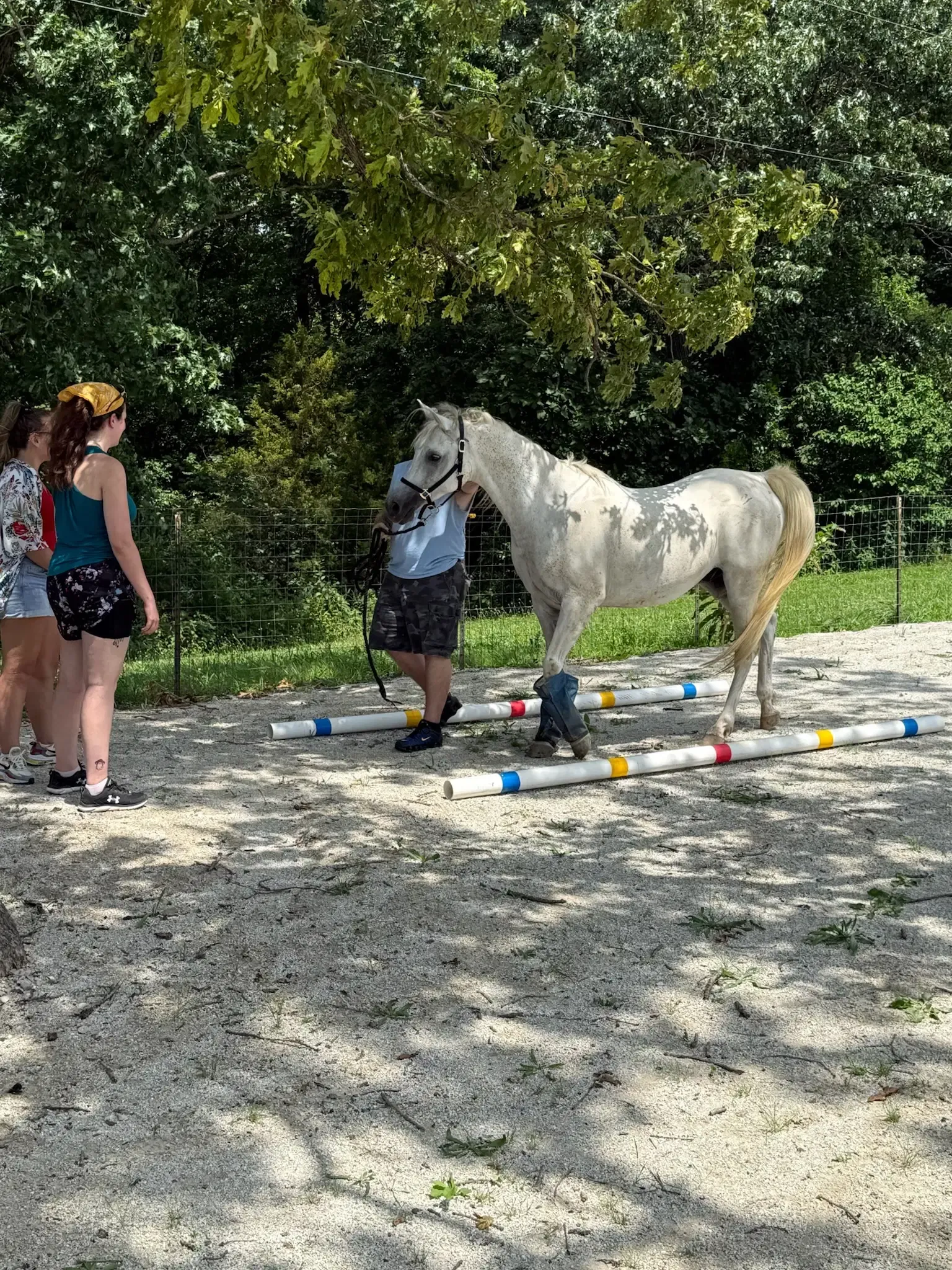 A white horse being led over striped ground poles while participants watch