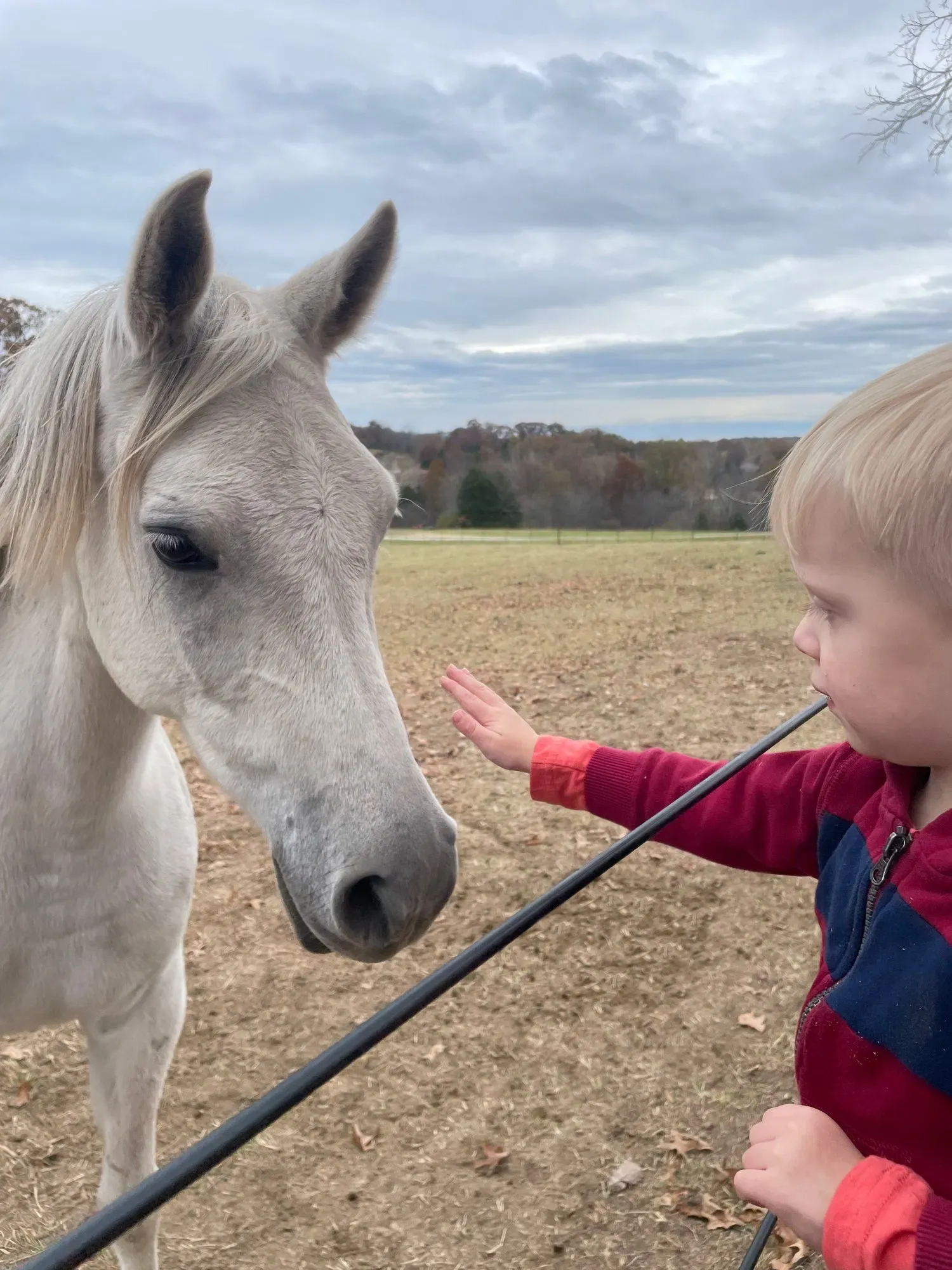 A child reaching toward a white horse outdoors