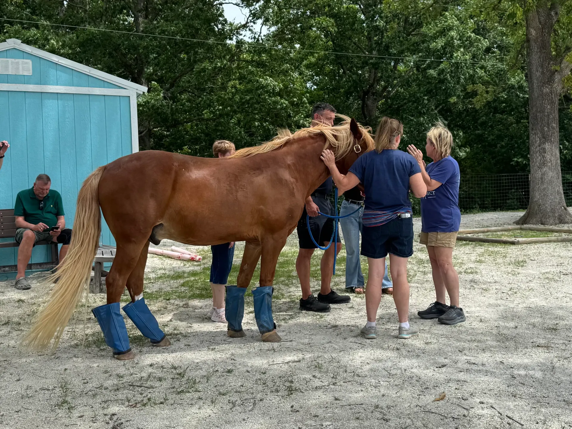 A group gathered around a chestnut horse with blue leg wraps